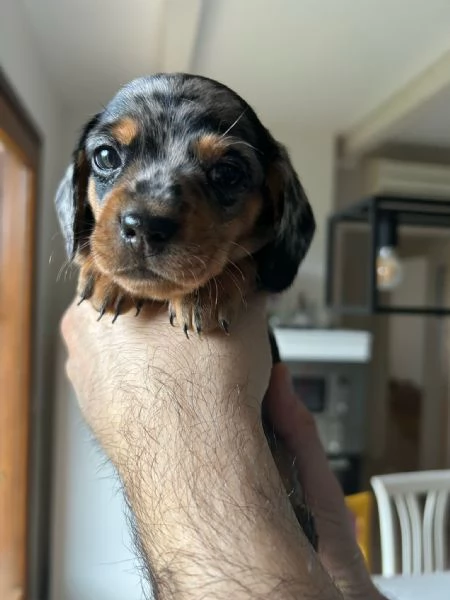 Bassotti nani arlecchino silver | Foto 11