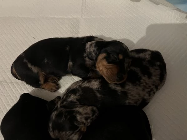 Bassotti nani arlecchino silver | Foto 10