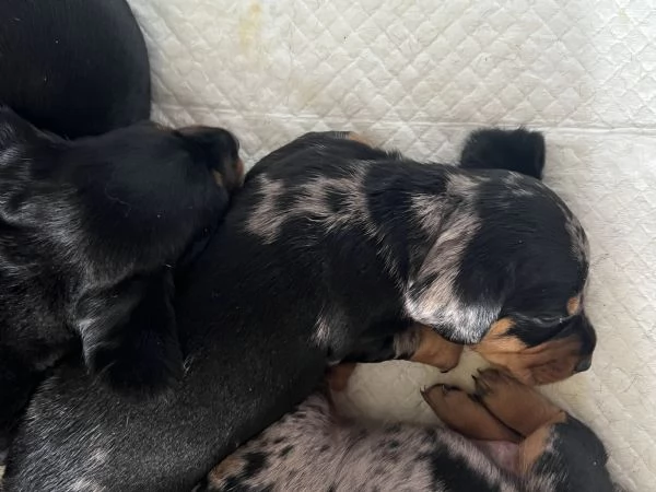 Bassotti nani arlecchino silver | Foto 9