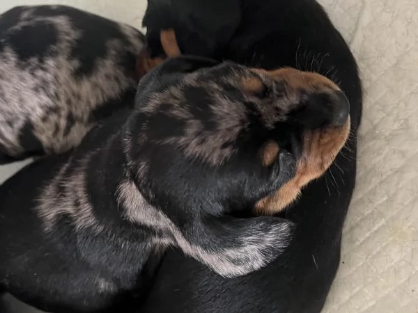 Bassotti nani arlecchino silver | Foto 8