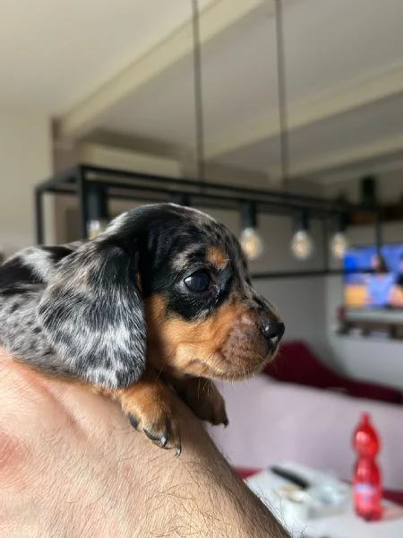 Bassotti nani arlecchino silver | Foto 7