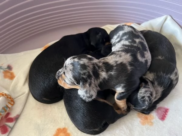 Bassotti nani arlecchino silver | Foto 6