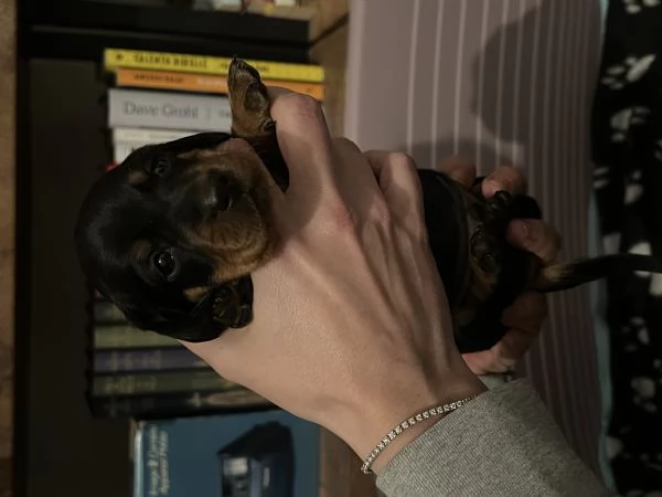 Bassotti nani arlecchino silver | Foto 5