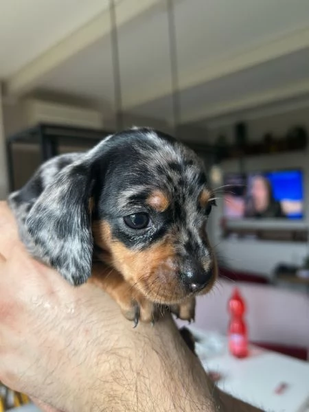 Bassotti nani arlecchino silver | Foto 4