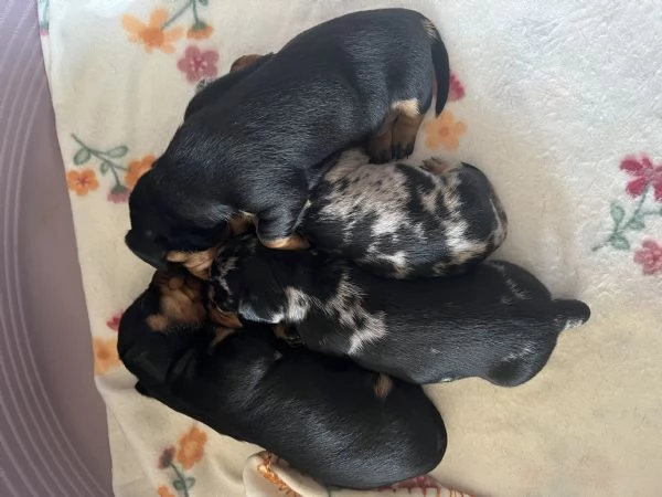 Bassotti nani arlecchino silver | Foto 3