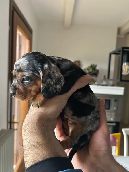 Bassotti nani arlecchino silver | Foto 2