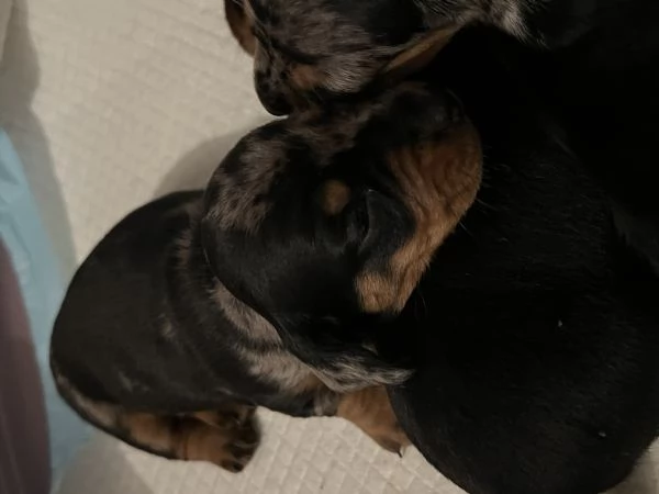 Bassotti nani arlecchino silver | Foto 1