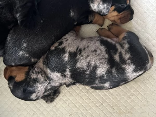 Bassotti nani arlecchino silver | Foto 0