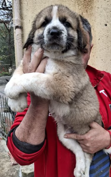 Cuccioli di cane razza Pastore di Asia Centrale 