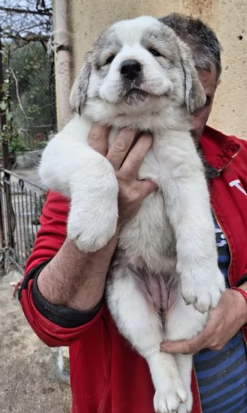 Cuccioli di cane razza Pastore di Asia Centrale  | Foto 1