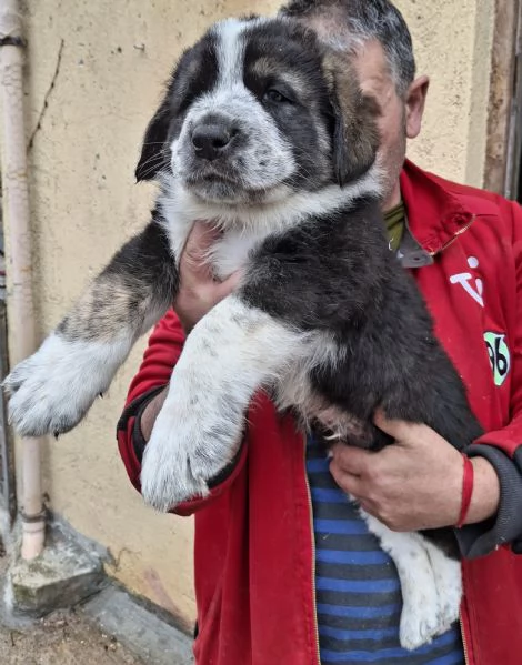 Cuccioli di cane razza Pastore di Asia Centrale  | Foto 0