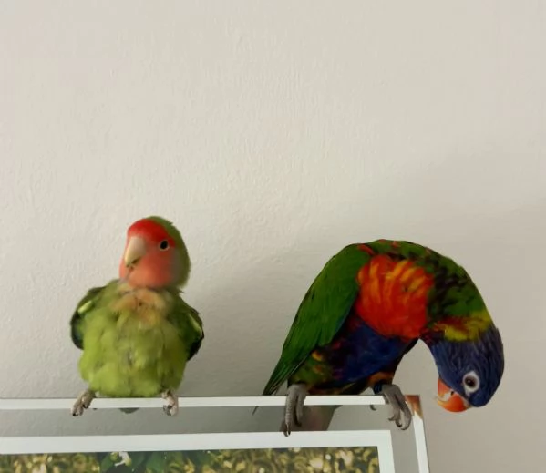 Loricchetto arcobaleno | Foto 2