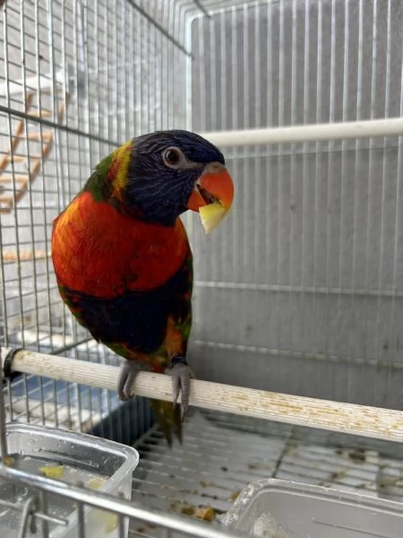 Loricchetto arcobaleno