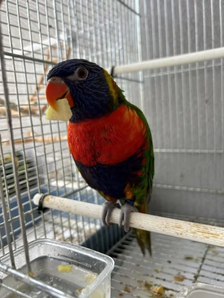 Loricchetto arcobaleno | Foto 1