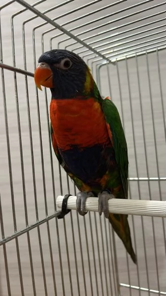 Loricchetto arcobaleno | Foto 0