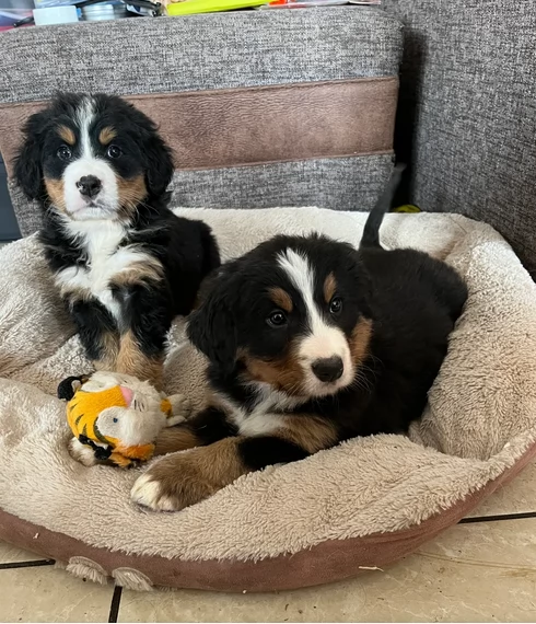 Adozione di Bellissimi di Bernese | Foto 0