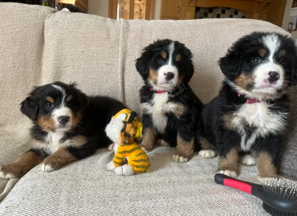 Adozione di Bellissimi di Bernese