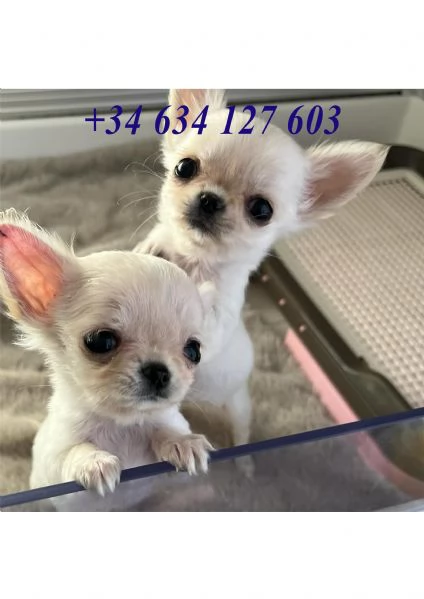 Cuccioli di Chihuahua AKC TEACUP