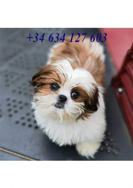 Cuccioli di Shitzu AKC in adozione