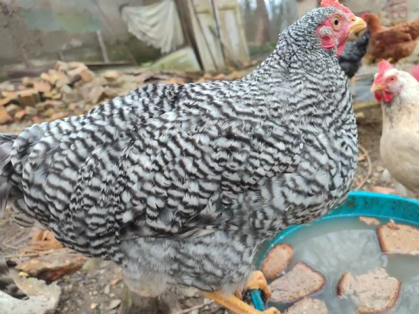 4 Galli Amrok cercano casa