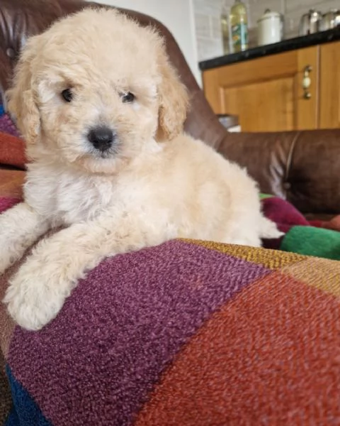 Cuccioli di Golden Retriever per la casa