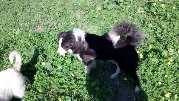 Border collie  | Foto 1