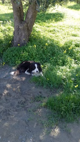 Border collie  | Foto 0