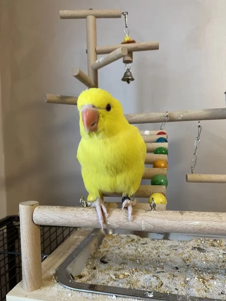 Parrocchetto dal collare | Foto 0