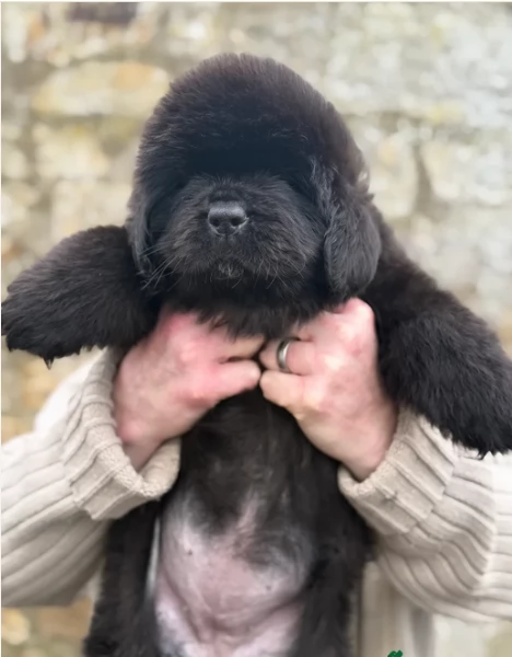 Terranova Cucciolo in adozione