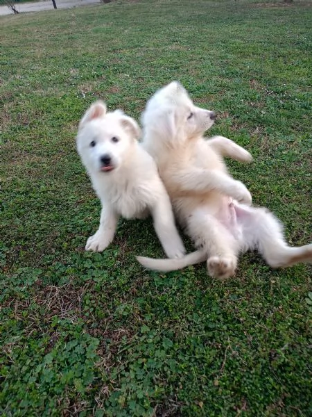 Pastore svizzero  | Foto 2