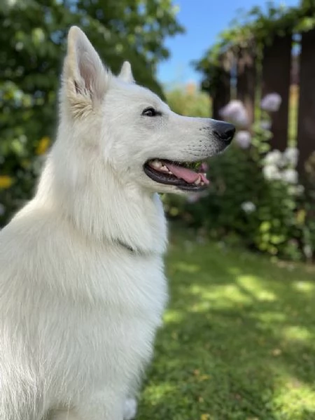 Pastore svizzero  | Foto 1