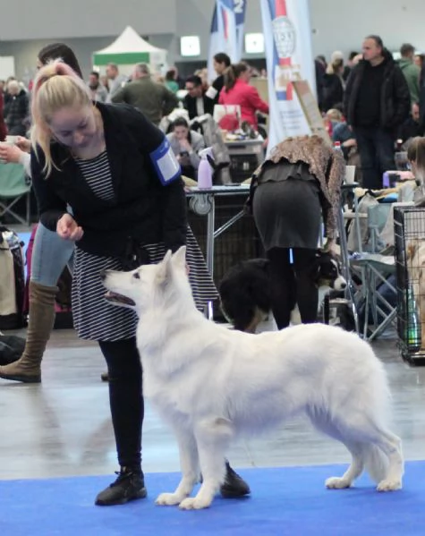 Pastore svizzero  | Foto 0