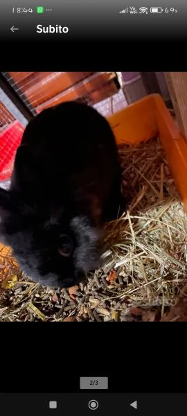 Coppia di conigli | Foto 1