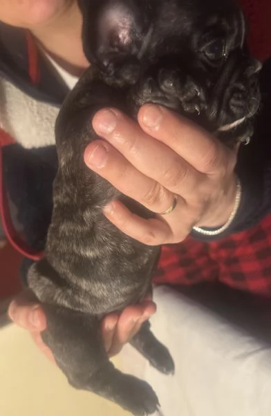 cucciola bulldog francese 60 giorni | Foto 6