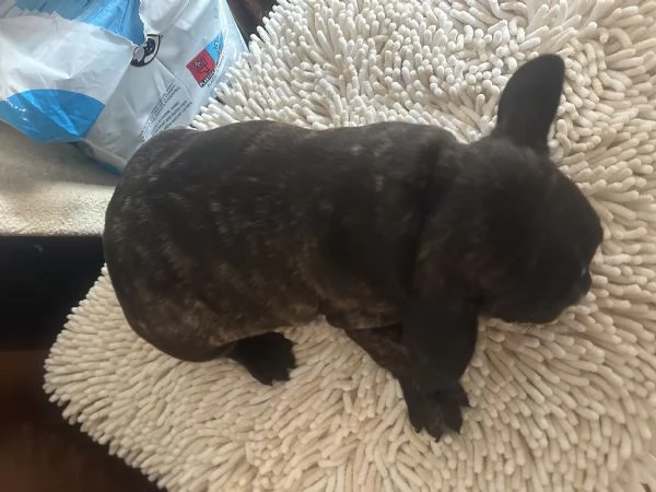 cucciola bulldog francese 60 giorni | Foto 5