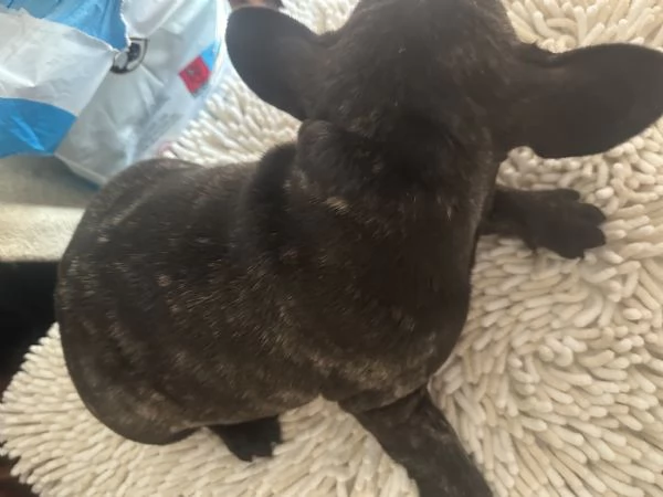 cucciola bulldog francese 60 giorni | Foto 4