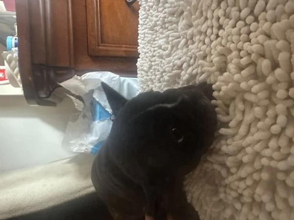 cucciola bulldog francese 60 giorni | Foto 2