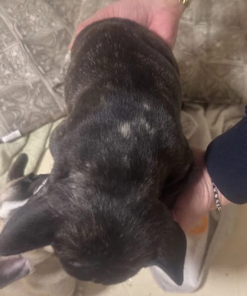 cucciola bulldog francese 60 giorni | Foto 1