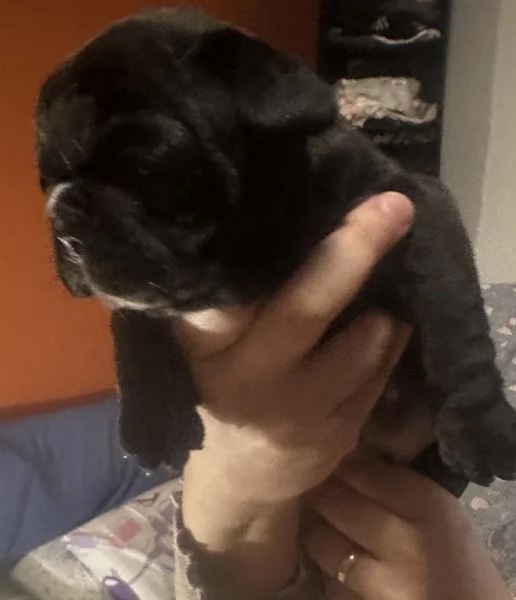 bulldog francese cucciola  | Foto 6