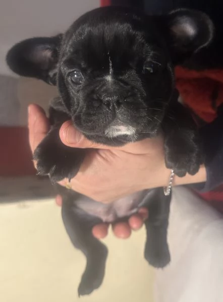 bulldog francese cucciola  | Foto 5