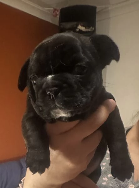 bulldog francese cucciola  | Foto 4