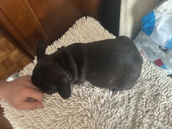 bulldog francese cucciola  | Foto 2