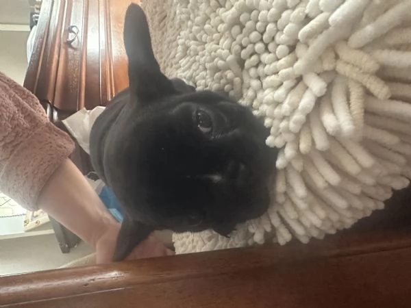 bulldog francese cucciola 