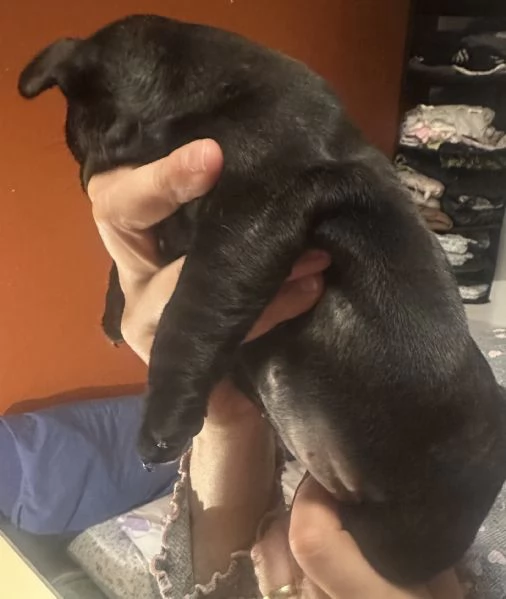 bulldog francese cucciola  | Foto 1