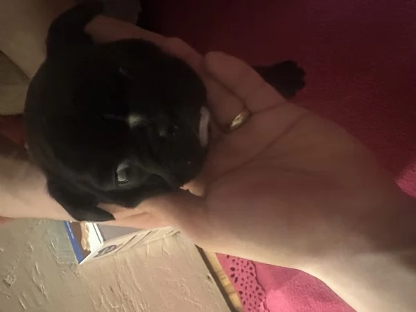 bulldog francese cucciola  | Foto 0