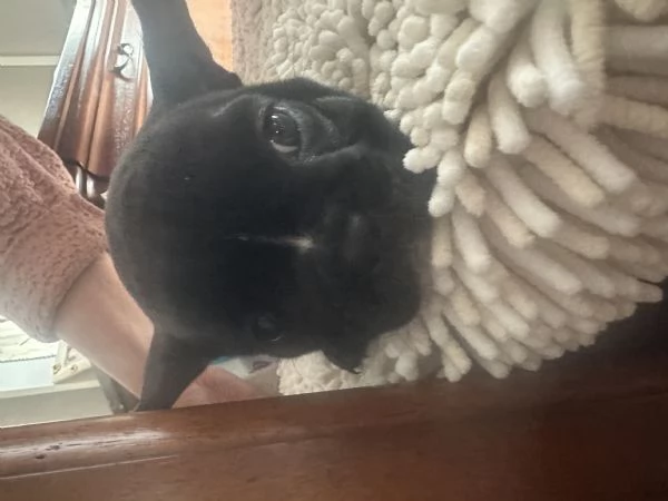 Bulldog francese femmina | Foto 5