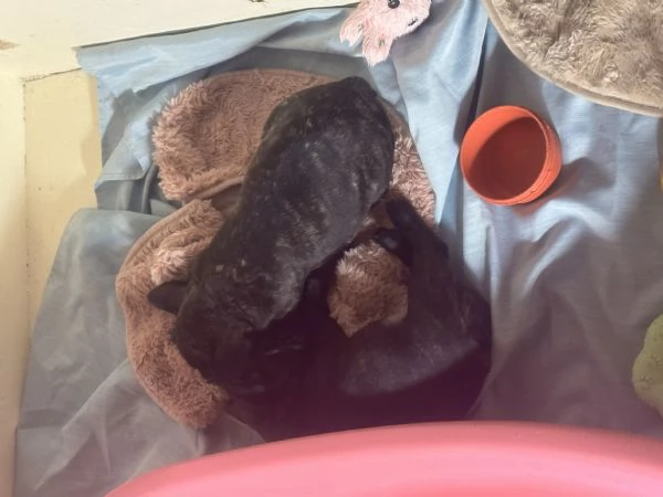 Bulldog francese femmina | Foto 4