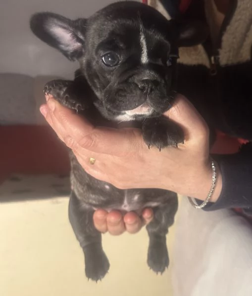 Bulldog francese femmina