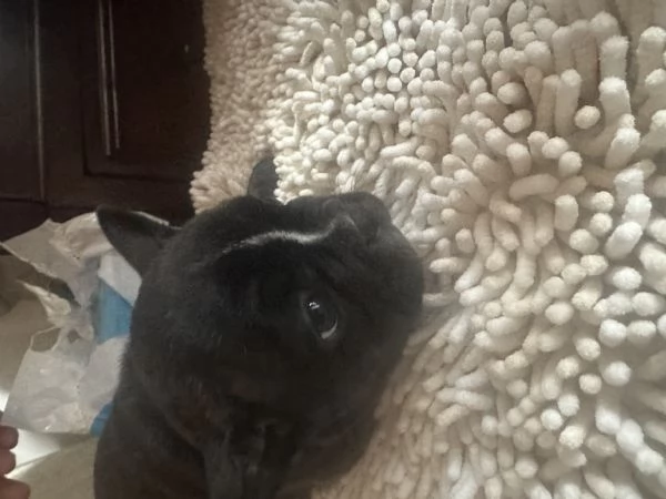 Bulldog francese femmina | Foto 1