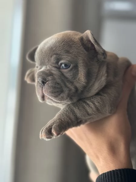 Cuccioli Bulldog  Francese 